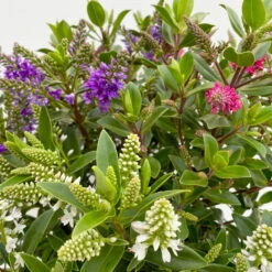 Hebe 'All Blooms®' Trio Rot-weiß-blau, Topf 17 Cm Ø 16 Hebe 'All Blooms®' Trio Rot-weiß-blau, Topf 17 Cm Ø -Gardena Verkaufsgeschäft 0690190153 Hebe All Blooms Trio T17 3 Farben pro Topf 10 114004