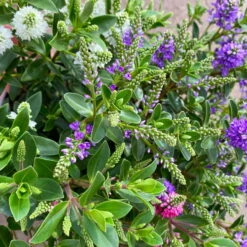 Hebe 'All Blooms®' Trio Rot-weiß-blau, Topf 17 Cm Ø 17 Hebe 'All Blooms®' Trio Rot-weiß-blau, Topf 17 Cm Ø -Gardena Verkaufsgeschäft 0690190153 Hebe All Blooms Trio T17 3 Farben pro Topf 5 114005