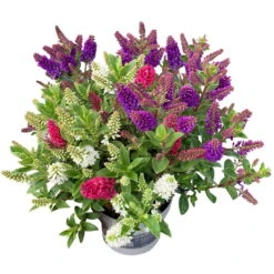 Hebe 'All Blooms®' Trio Rot-weiß-blau, Topf 17 Cm Ø 12 Hebe 'All Blooms®' Trio Rot-weiß-blau, Topf 17 Cm Ø -Gardena Verkaufsgeschäft 0690190153 Koelle Hebe All Blooms Trio 3 Farben pro Topf 1 112869