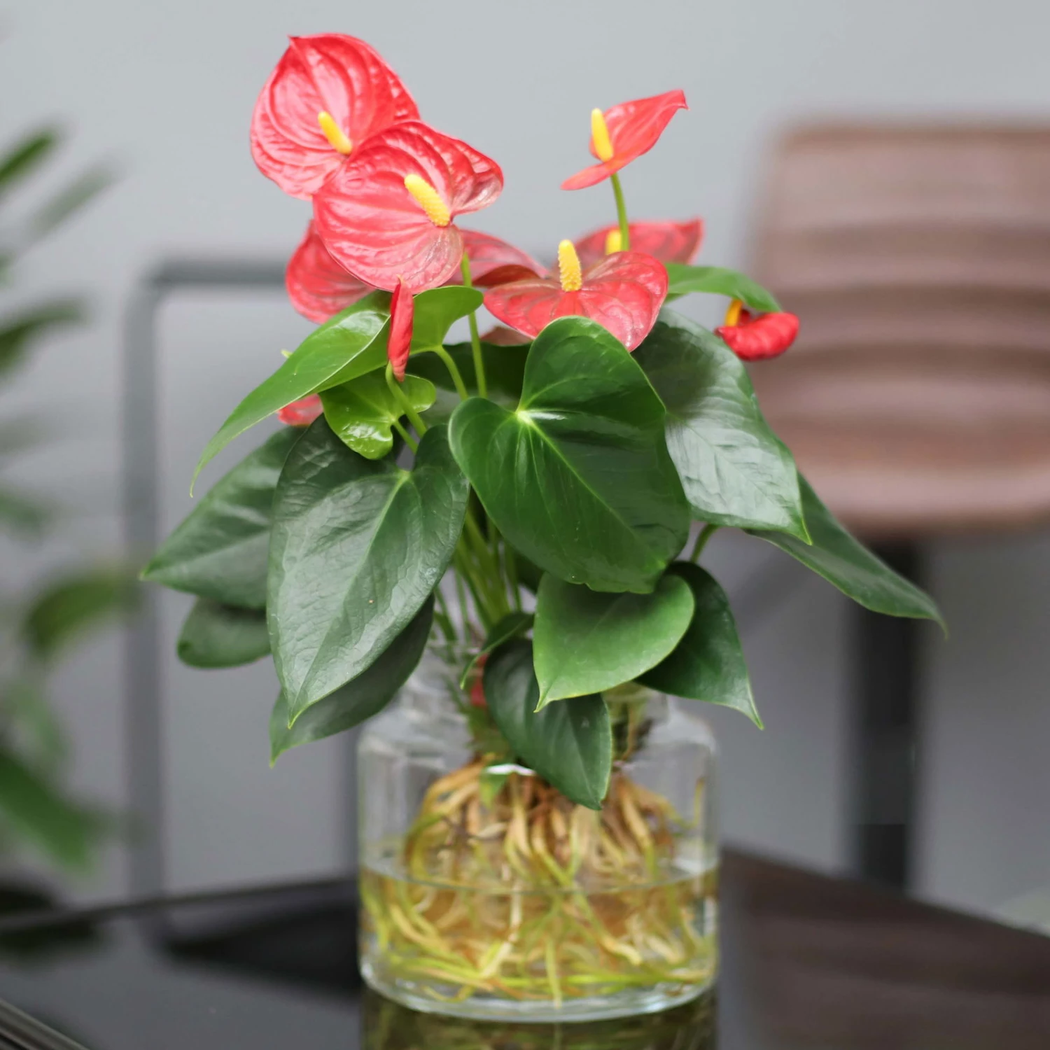 Anthurie 'Water Roots' Rot In Glasvase 12cm Ø, Ohne Erde 3 Anthurie 'Water Roots' Rot In Glasvase 12cm Ø, Ohne Erde