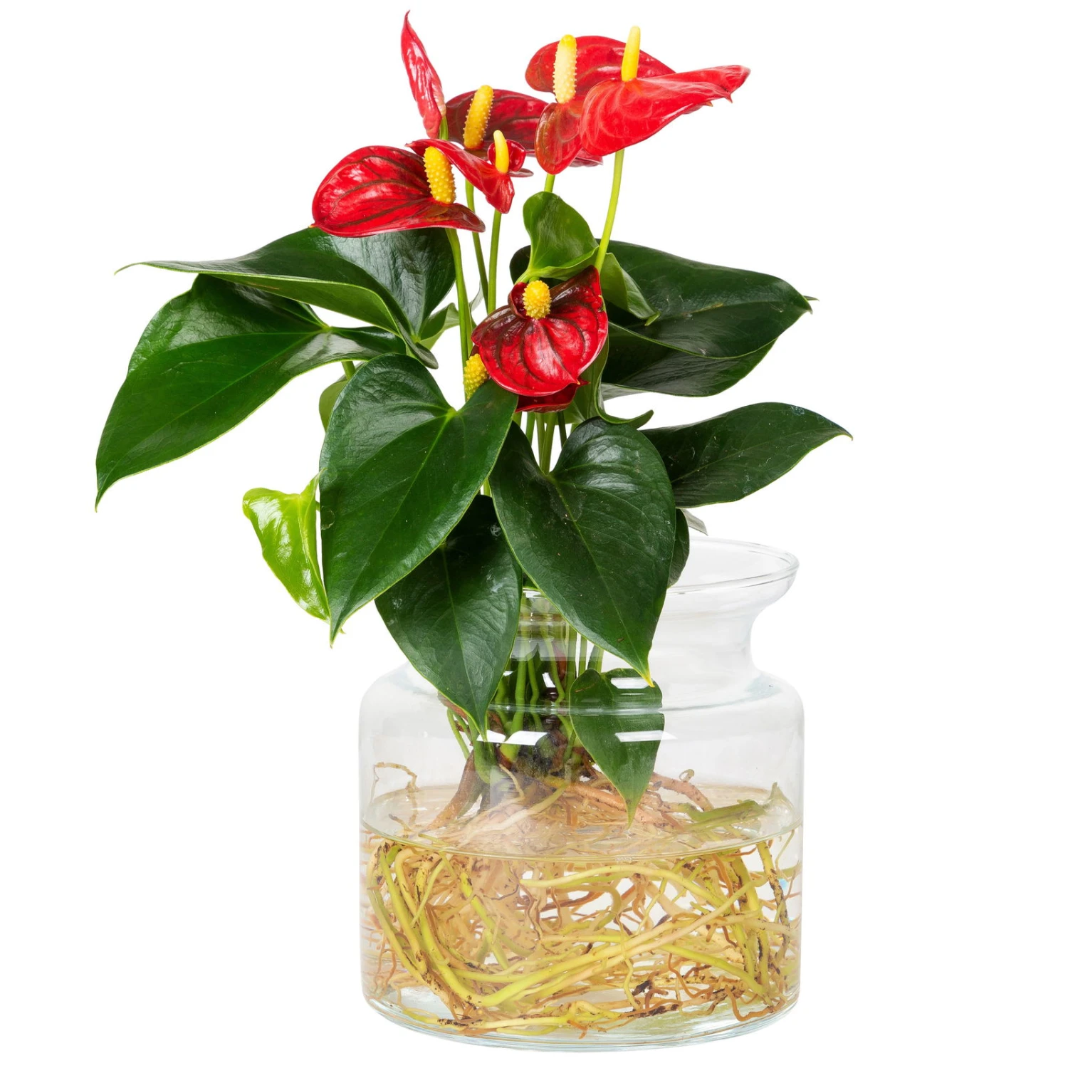 Anthurie 'Water Roots' Rot In Glasvase 12cm Ø, Ohne Erde 4 Anthurie 'Water Roots' Rot In Glasvase 12cm Ø, Ohne Erde – Bild 2