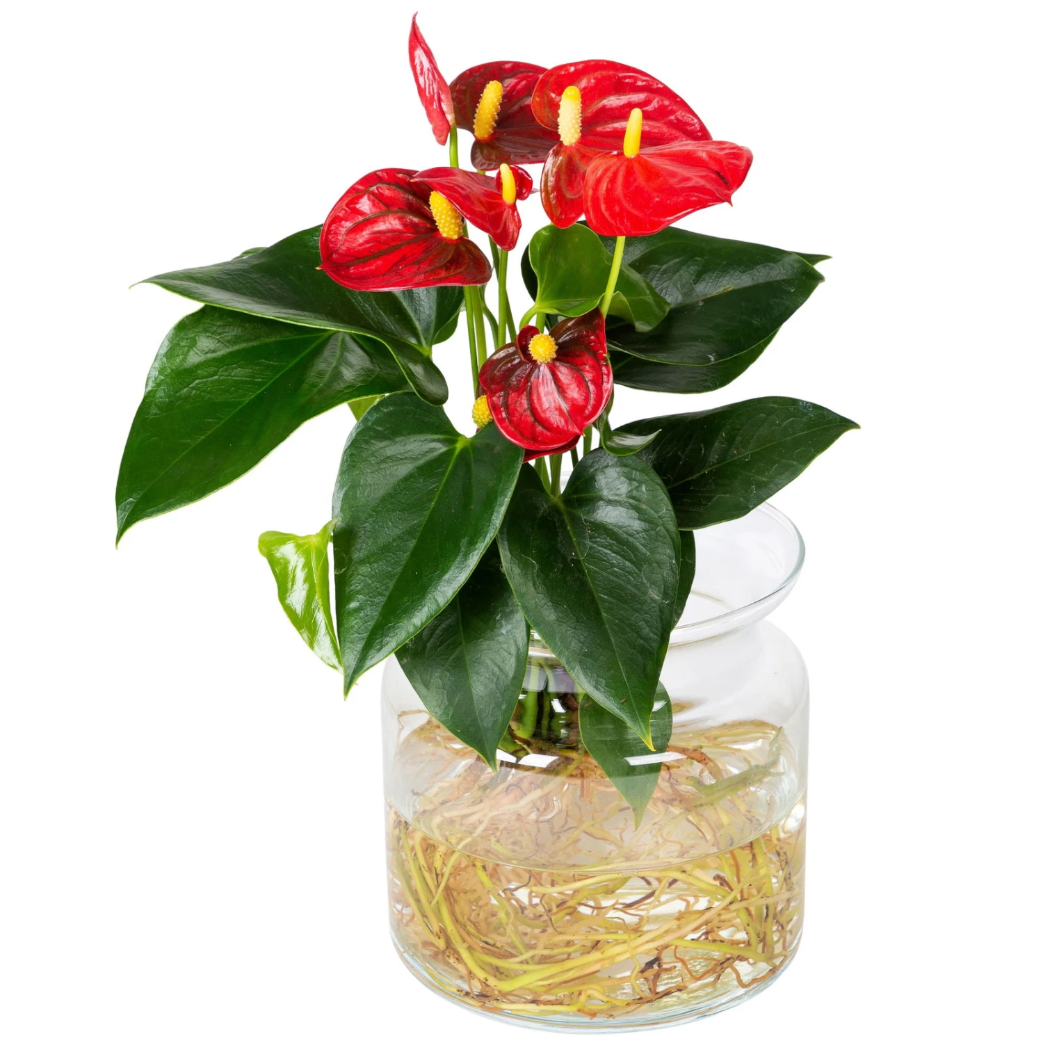 Anthurie 'Water Roots' Rot In Glasvase 12cm Ø, Ohne Erde 5 Anthurie 'Water Roots' Rot In Glasvase 12cm Ø, Ohne Erde – Bild 3