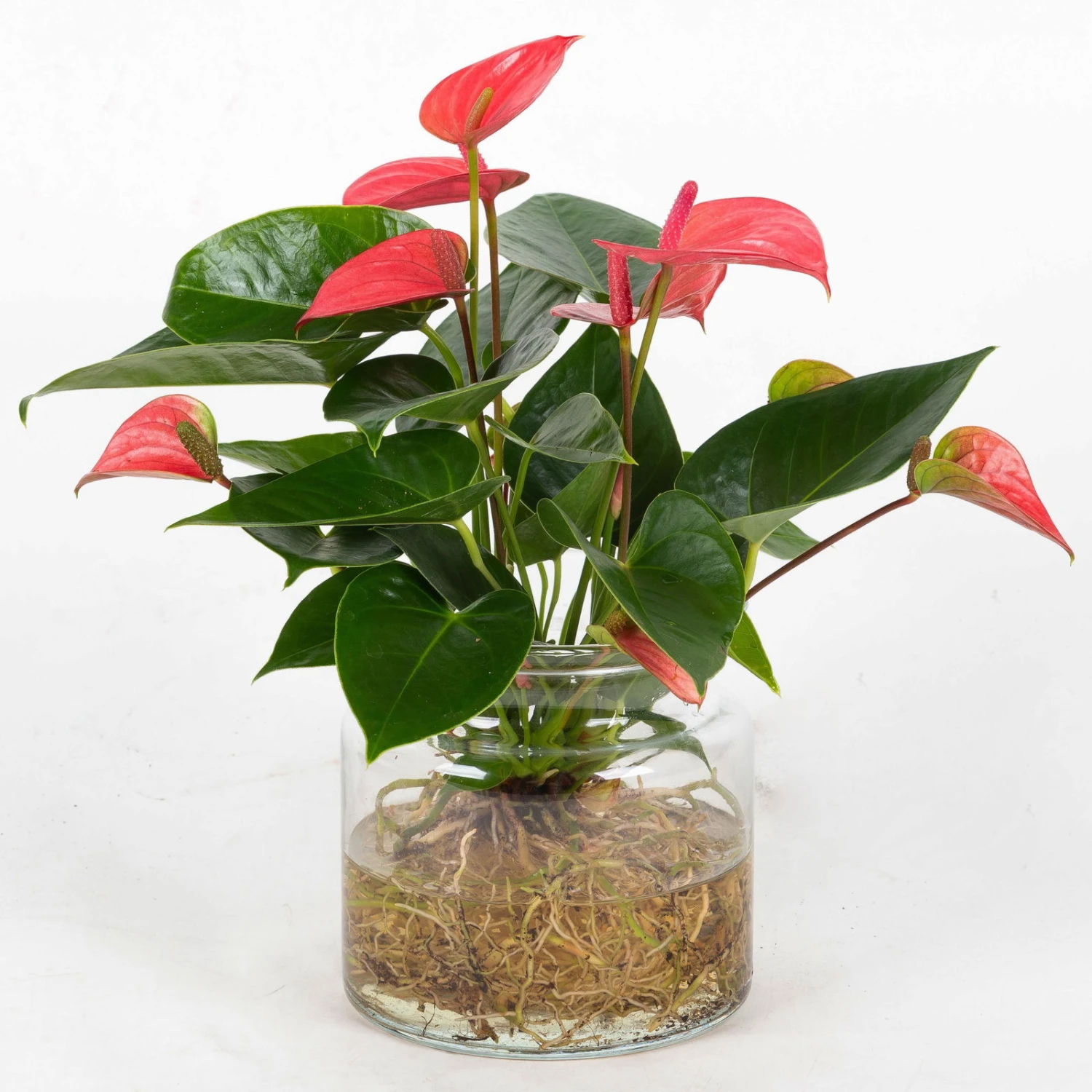 Anthurie 'Water Roots' Rosa In Glasvase 12cm Ø, Ohne Erde 3 Anthurie 'Water Roots' Rosa In Glasvase 12cm Ø, Ohne Erde