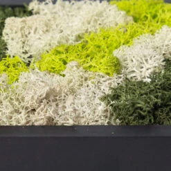 Eckiges Moosbild Mit Schwarzem Rahmen, Klein, 24 X 17 Cm -Gardena Verkaufsgeschäft 1530150085 Moosbild eckig 24 cm 2 115779