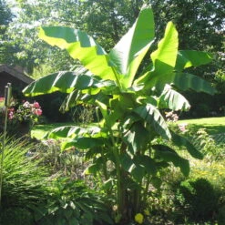 Bananenpflanze, Topf-Ø 17 Cm, Höhe Ca. 60 Cm, 2er-Set -Gardena Verkaufsgeschäft 1610200313 Blu Bio Banane T12 2er Set Musa basjoo winterhart WS 1 109598 1