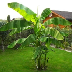 Bananenpflanze, Topf-Ø 17 Cm, Höhe Ca. 60 Cm, 2er-Set -Gardena Verkaufsgeschäft 1610200313 Blu Bio Banane T12 2er Set Musa basjoo winterhart WS 2 109597 1