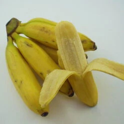 Bananenpflanze, Topf-Ø 17 Cm, Höhe Ca. 60 Cm, 2er-Set -Gardena Verkaufsgeschäft 1610200313 Blu Bio Banane T12 2er Set Musa basjoo winterhart WS 3 109596 1