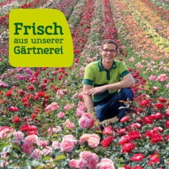 Beetrose 'Märchenzauber'®, Rosa, Topf 6 Liter -Gardena Verkaufsgeschäft Rosenfeld wenk 2000x2000 14