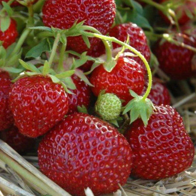 Gardena Verkaufsgeschäft -Gardena Verkaufsgeschäft 0480910395 Hummi Praline 6er Set T9 neu 89650 768x768 1